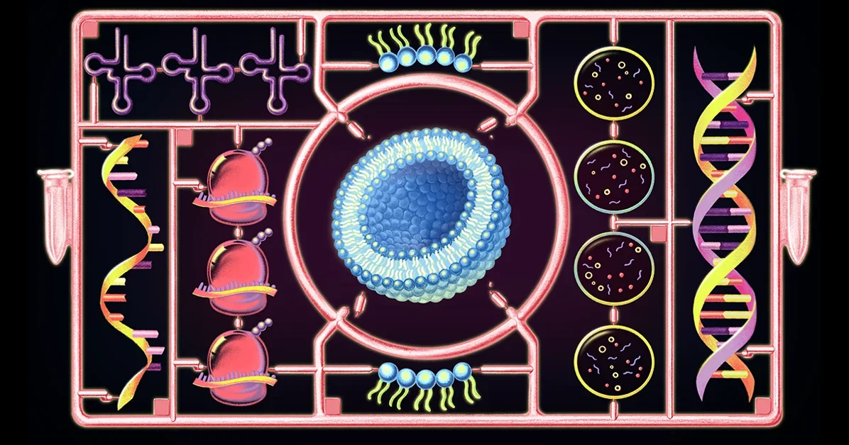 For first time, a cell built from scratch grows and divides