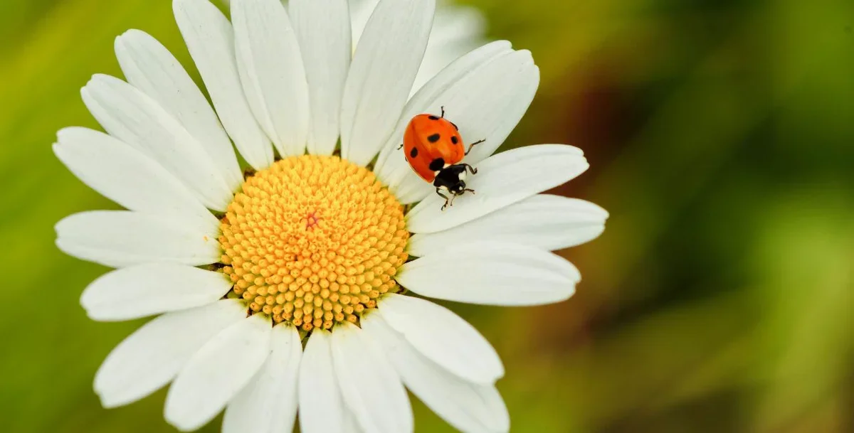 Simulation of "The Ladybird Clock Puzzle"