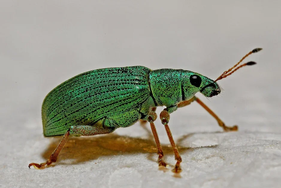 Approaching zero bugs? - Daniel Stenberg