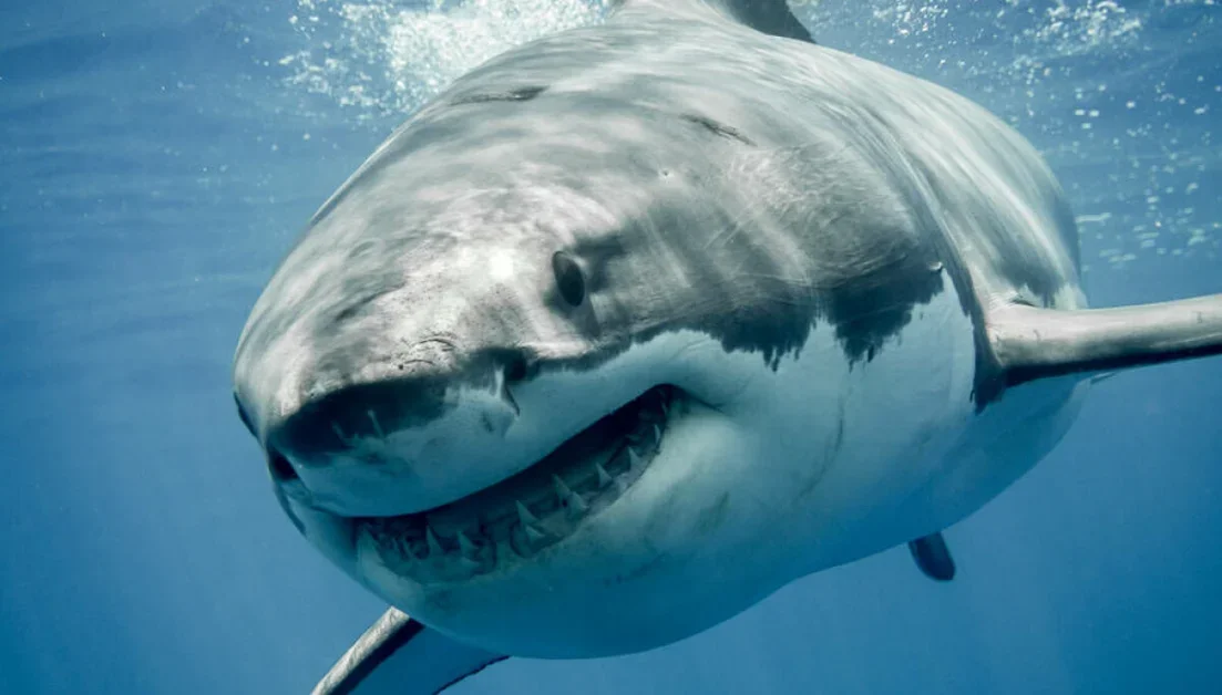 New Attack "Megaladon" Compromises 5.5K+ GitHub Repos